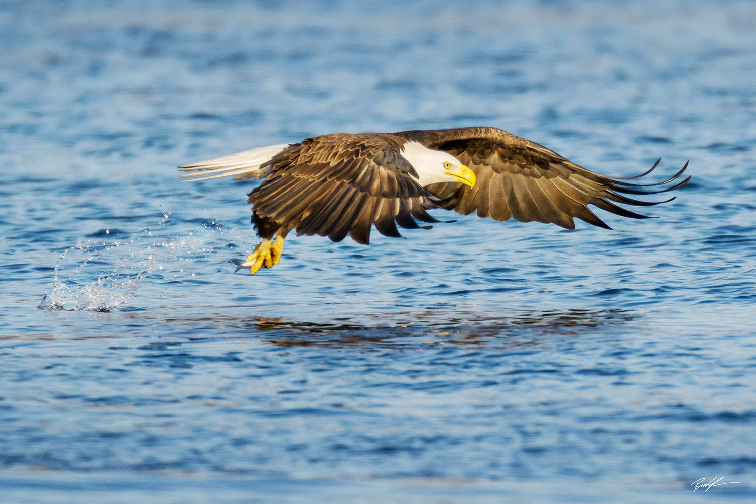 Bald Eagle Catching Fish Clarksville Missouri