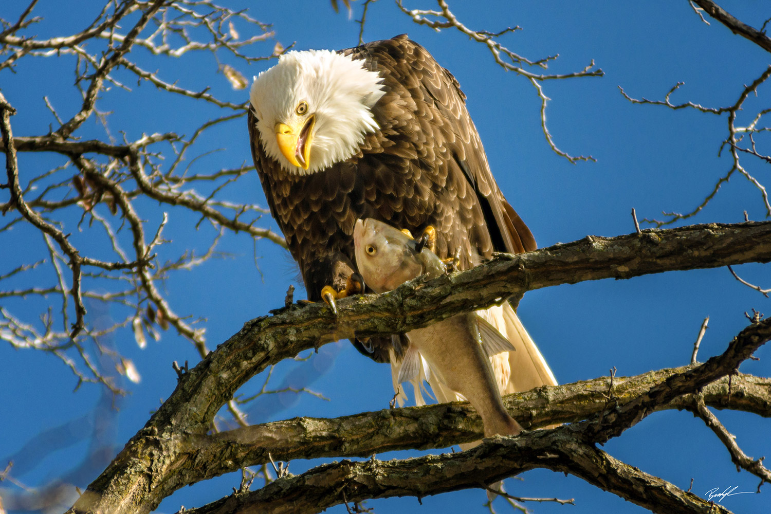 Bald Eagle Eating a Fish