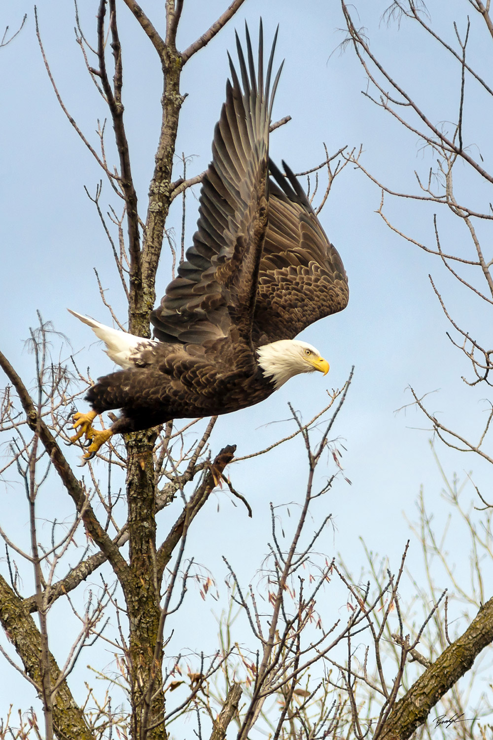 Bald Eagle in Flight