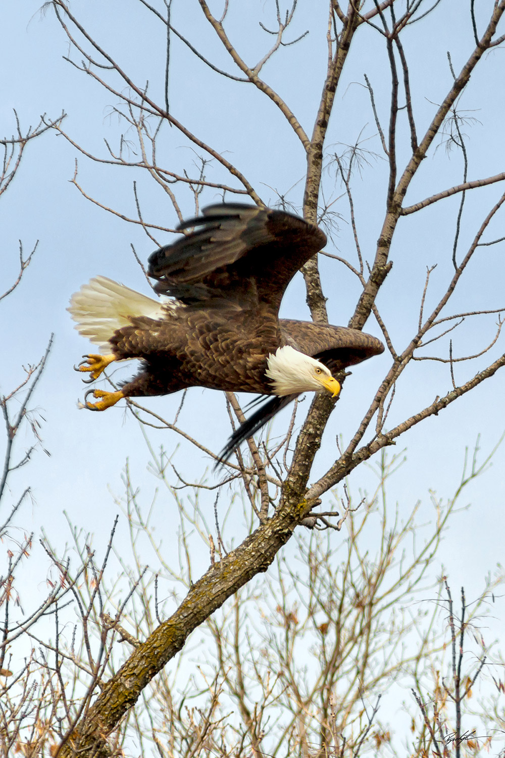 Bald Eagle in Flight