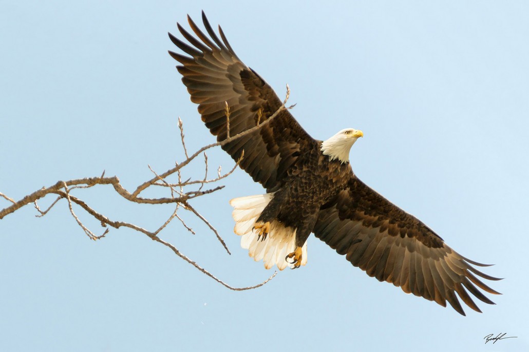 Bald Eagle Launch