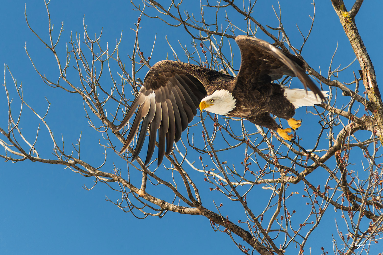 Bald Eagle Launch Grafton Illinois