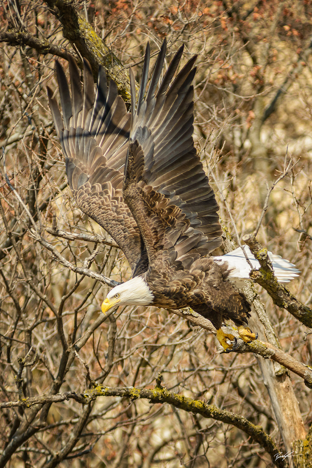 Bald Eagle Launch Great River Road