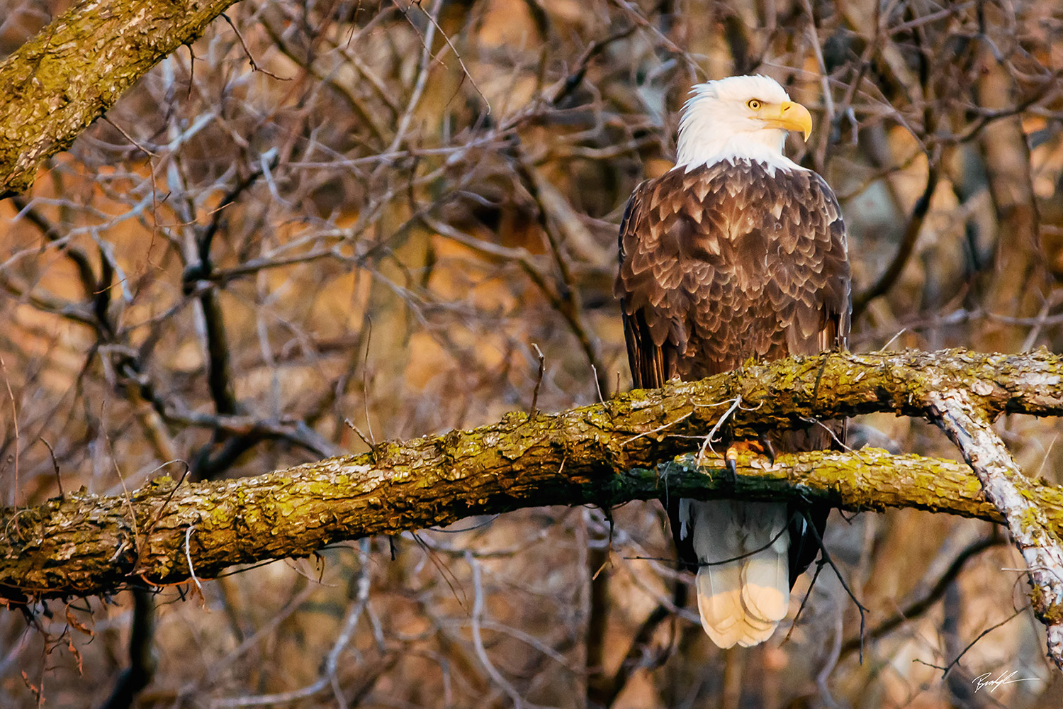 Bald Eagle Perched at Sunset