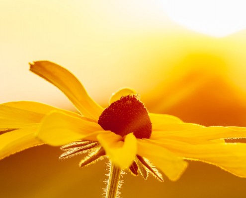 Black Eyed Susan in the Sun