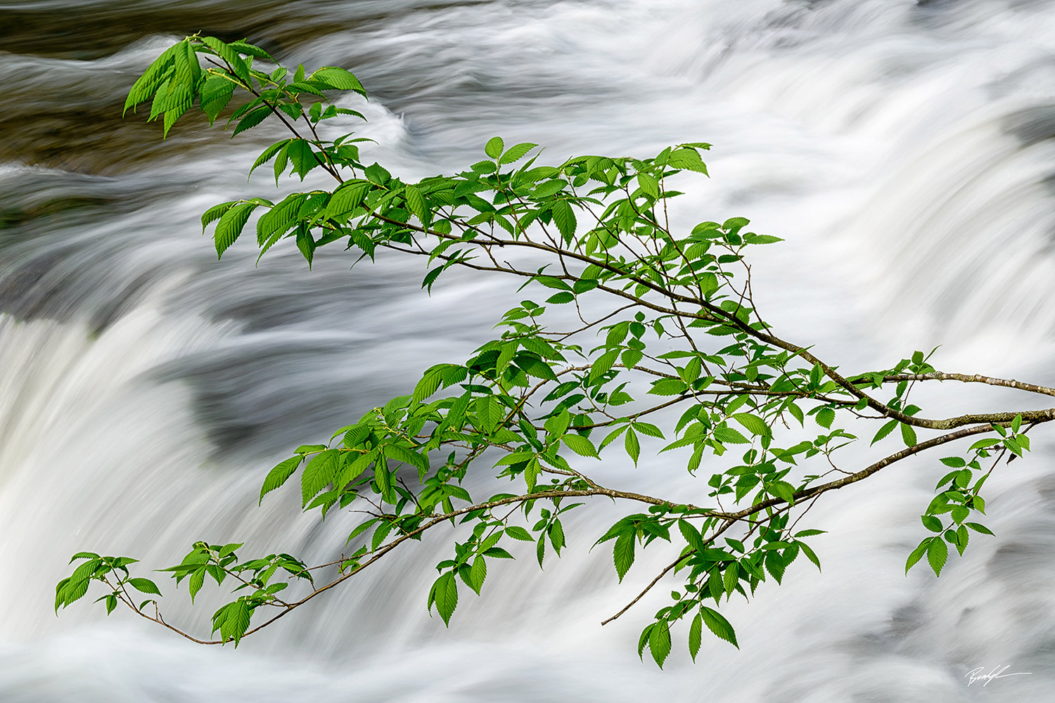 Branch Over a Waterfall Burgess Falls Tennessee