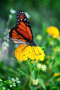 Monarch Butterfly