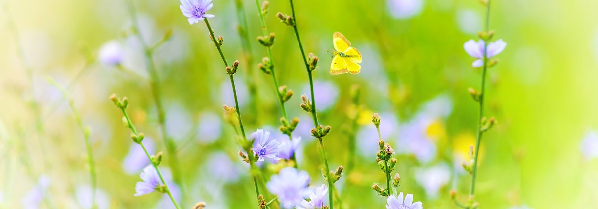 Common Chicory and Butterfly Cichorium intybus