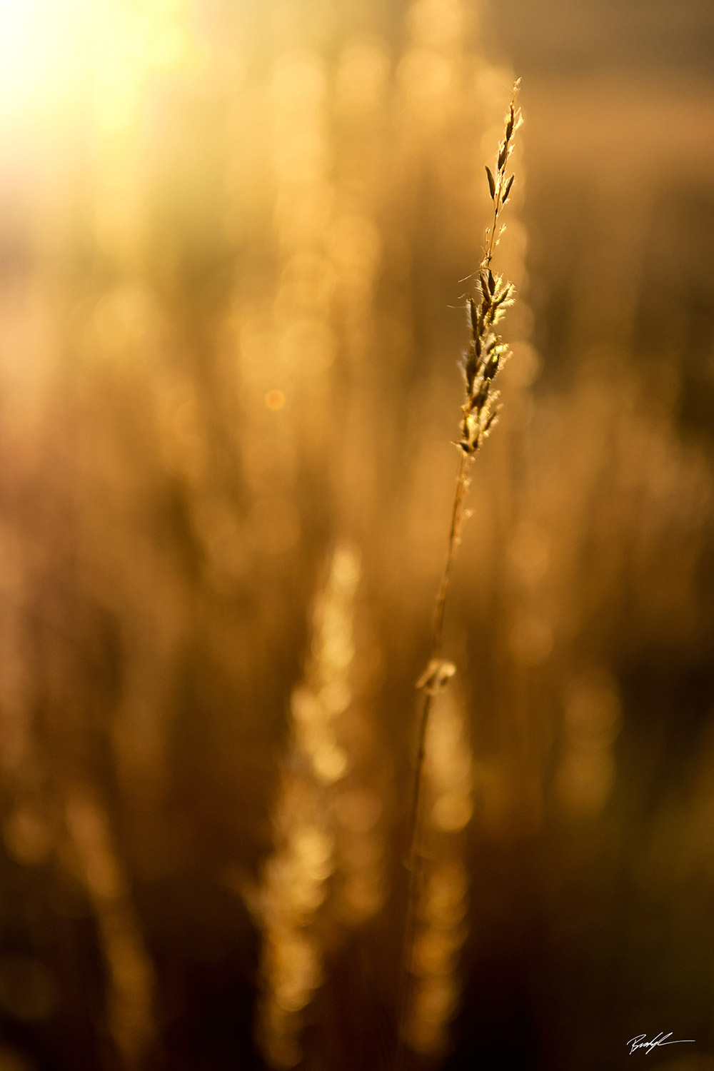 Grass and Sunlight Pere Marquette State Park Illinois