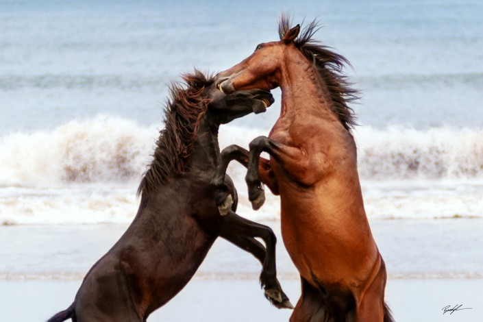 Horses of Corolla Outer Banks North Carolina