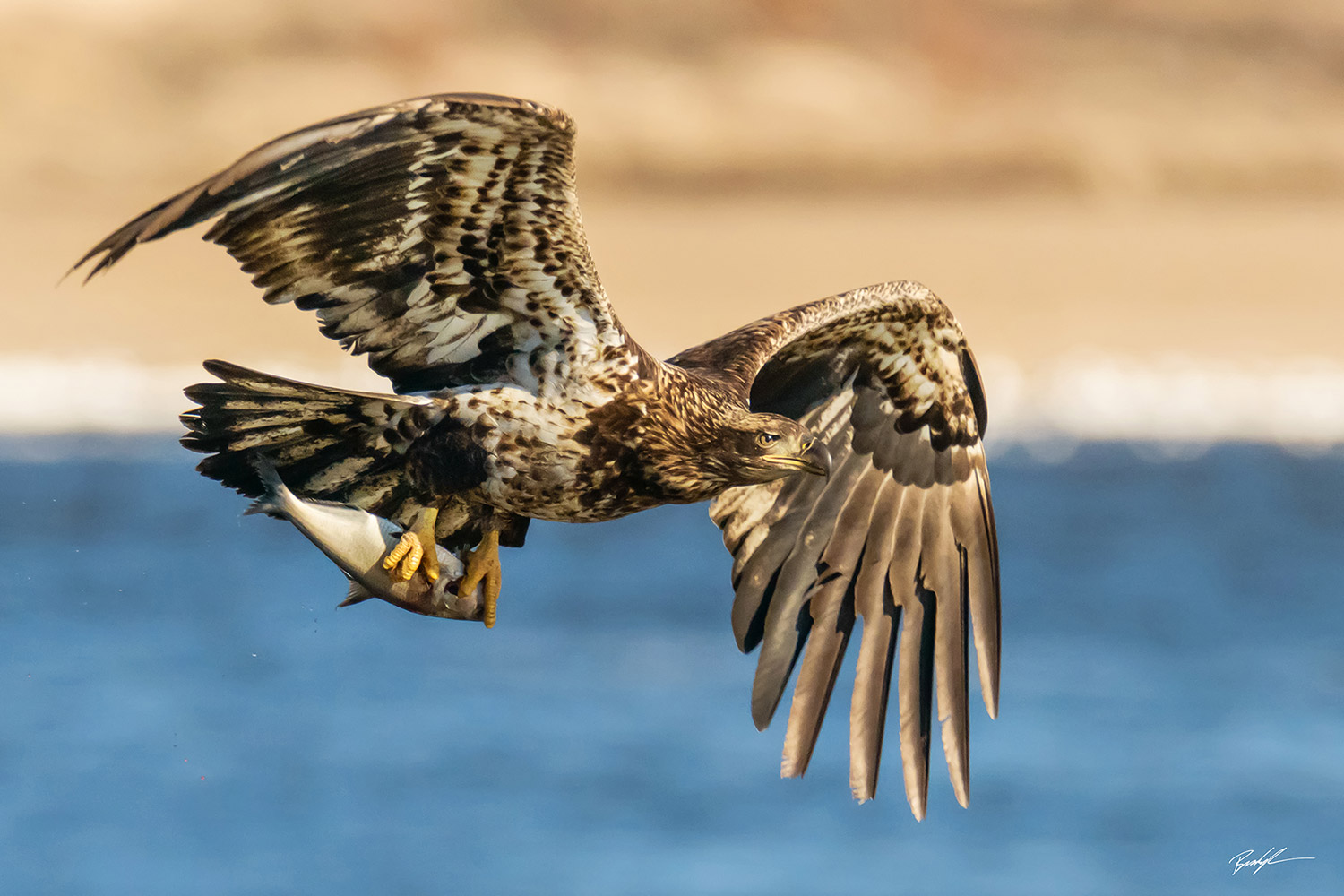 Juvenile Bald Eagle Clarksville Missouri