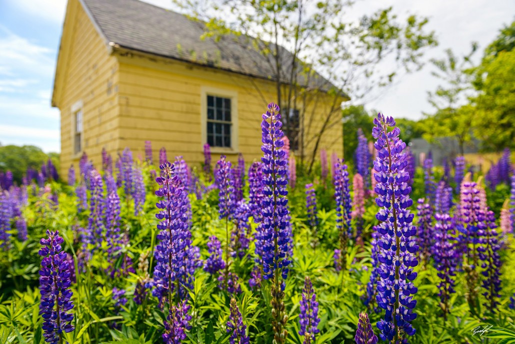 Lupines and Shack Rural Maine