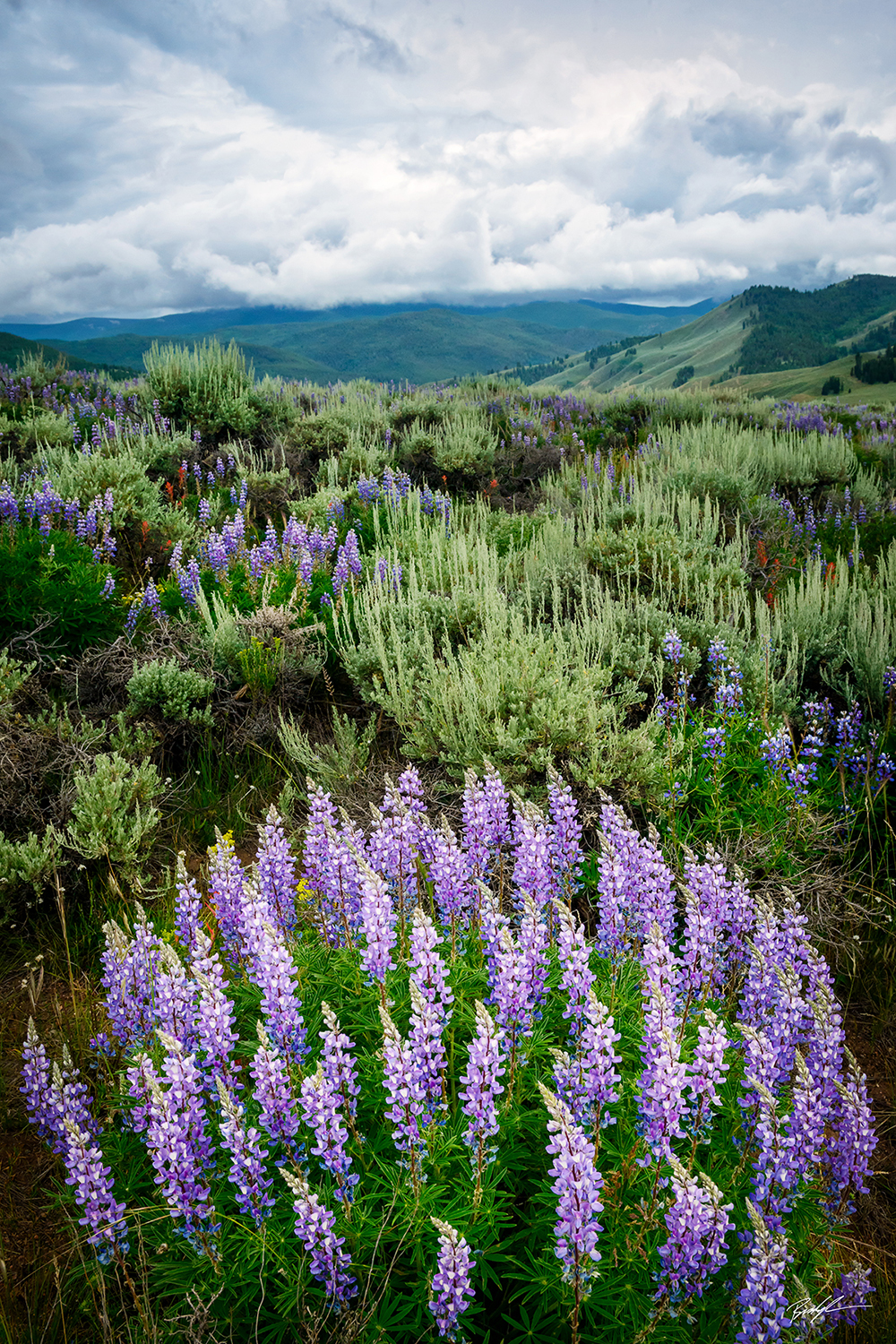 Lupine and Sagebrush Field, San Juan Mountains, Colorado