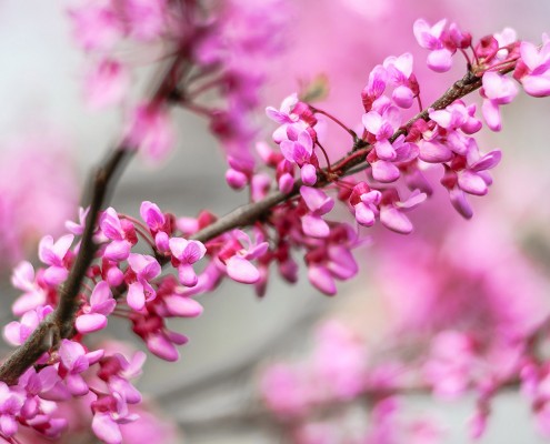 Redbud Blossoms Spring