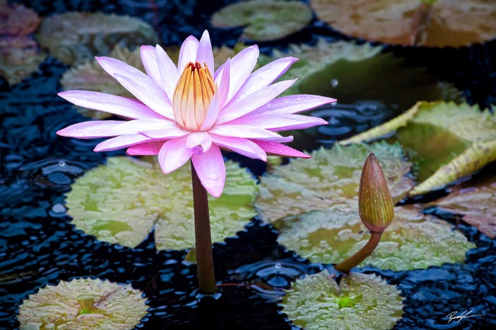 #F005 - Waterlily and Raindrops