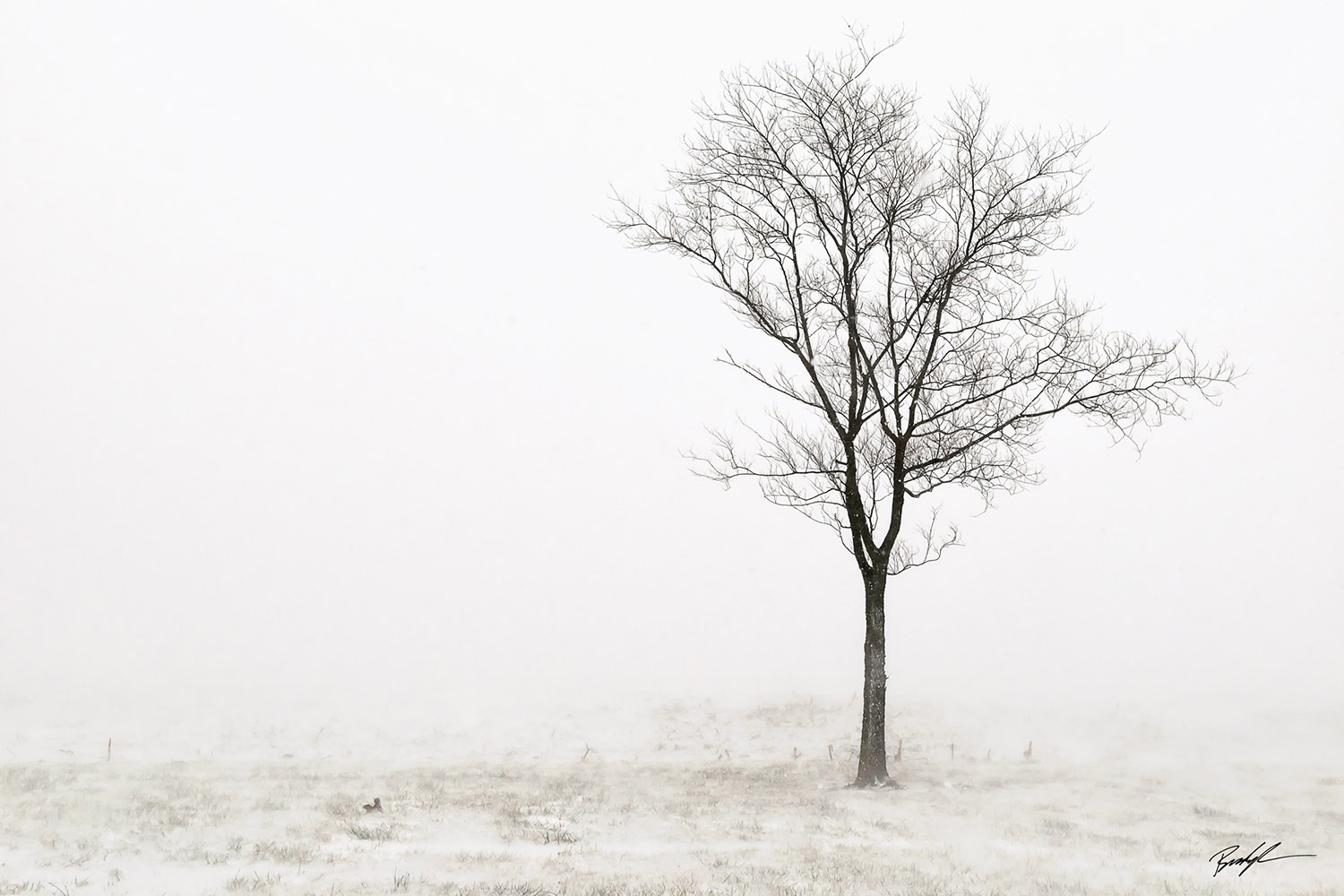 Single Tree in Snow