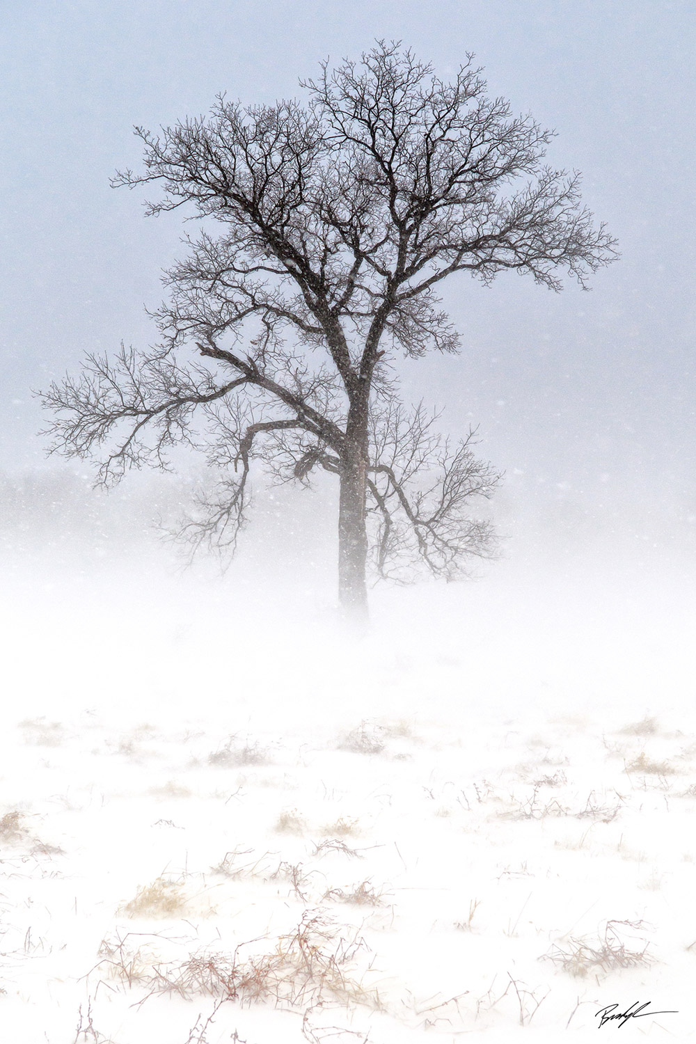 #L020 - Tree in a Winter Snow Storm Highland Illinois