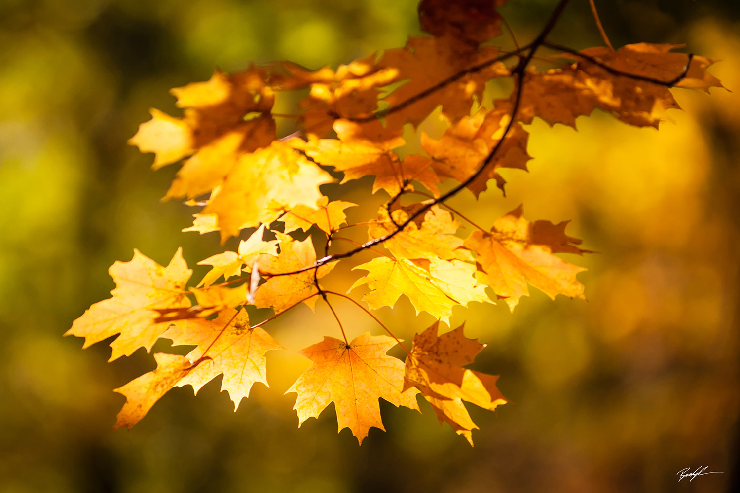 Golden Maple Cluster Smoky Mountain National Park