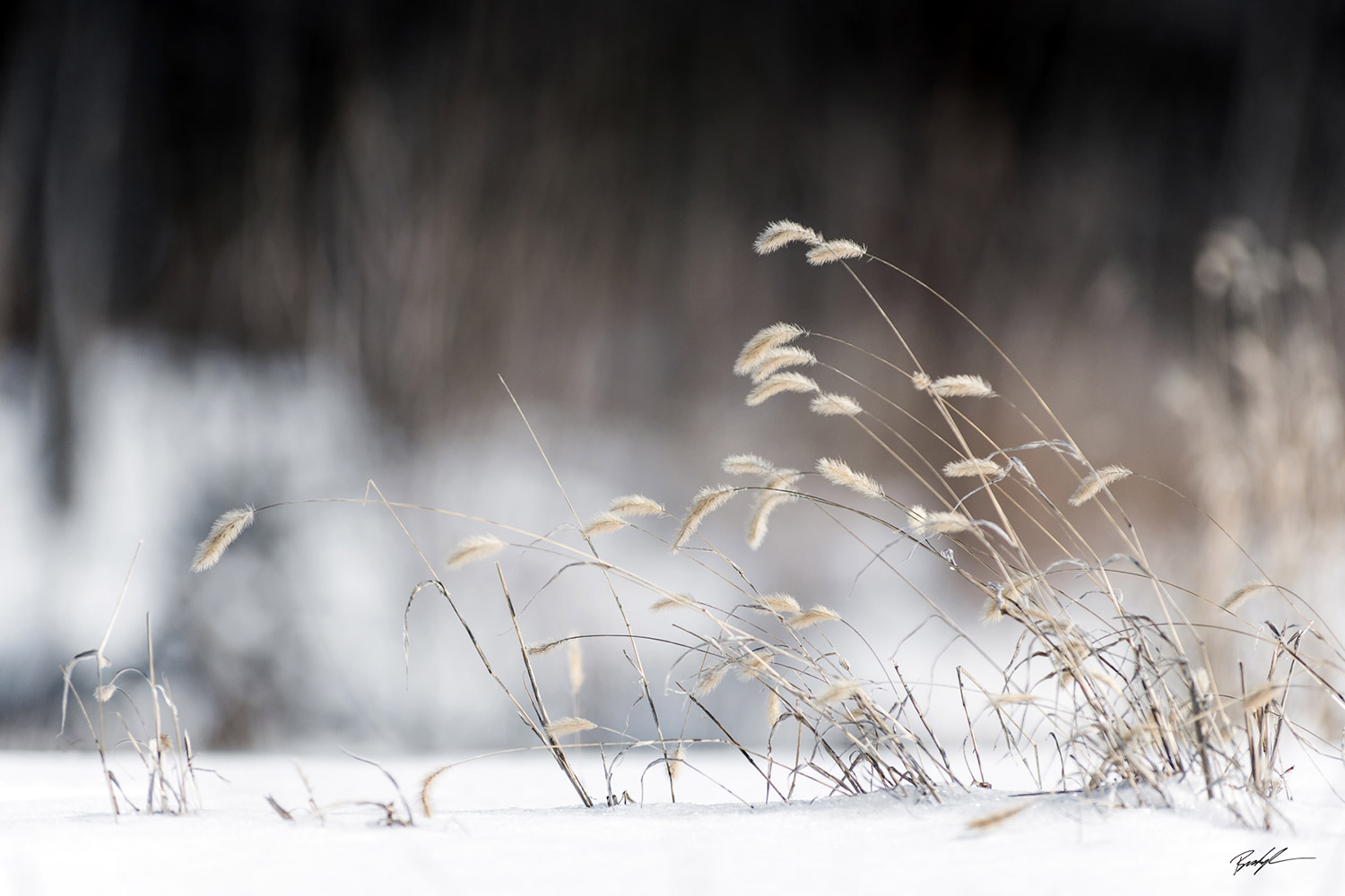 Winter Grasses Southern Illinois