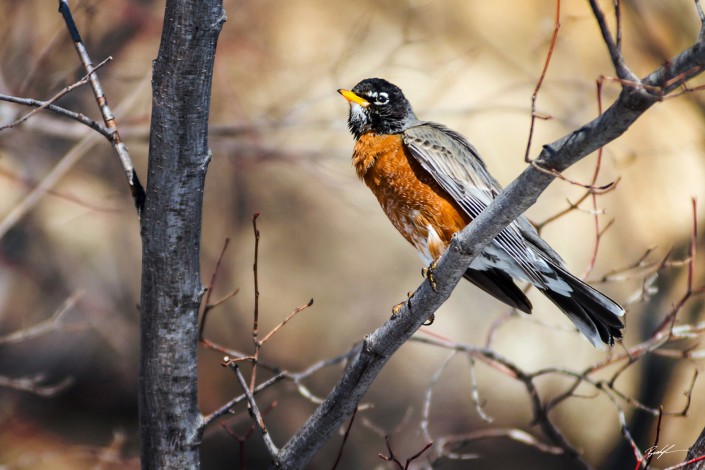 American Robin Southern Illinois