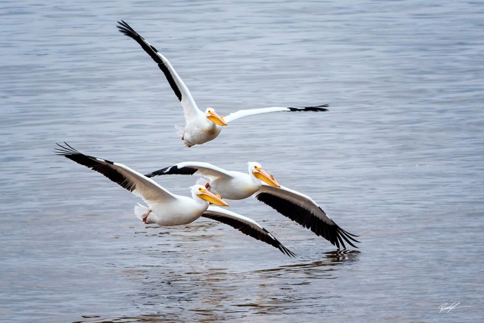 American White Pelican Trio Southern Illinois