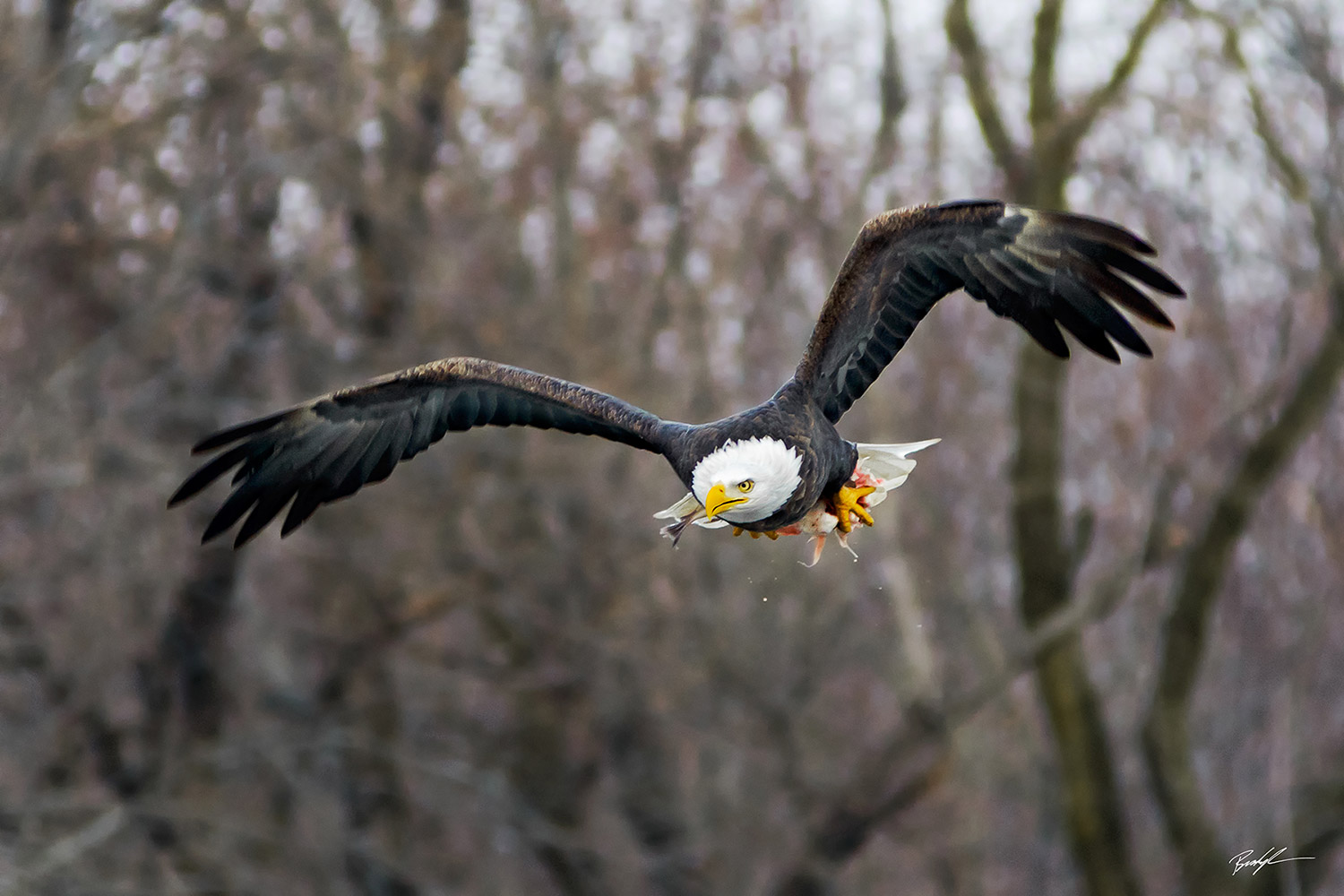 Bald Eagle in Flight with Fish Carlyle Illinois