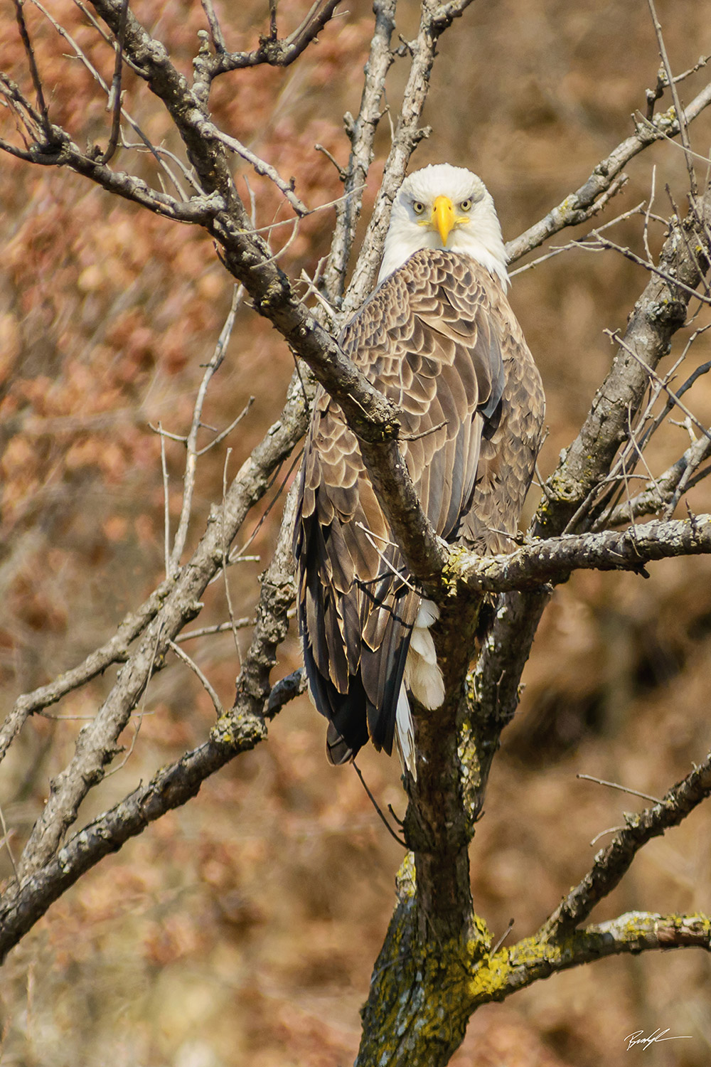 Bald Eagle Stare Great River Road Grafton Illinois