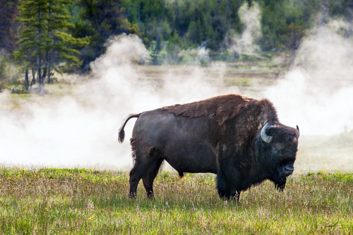 American Bison Yellowstone National Park Wyoming