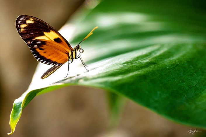 Brown Spotted Tiger Longwing Butterfly Missouri