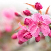 Crab Apple Blossoms