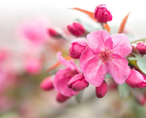 Crab Apple Blossoms