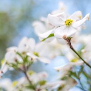 White Dogwood Cluster