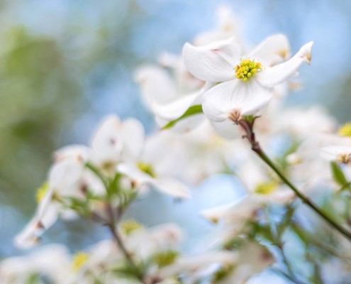 White Dogwood Cluster