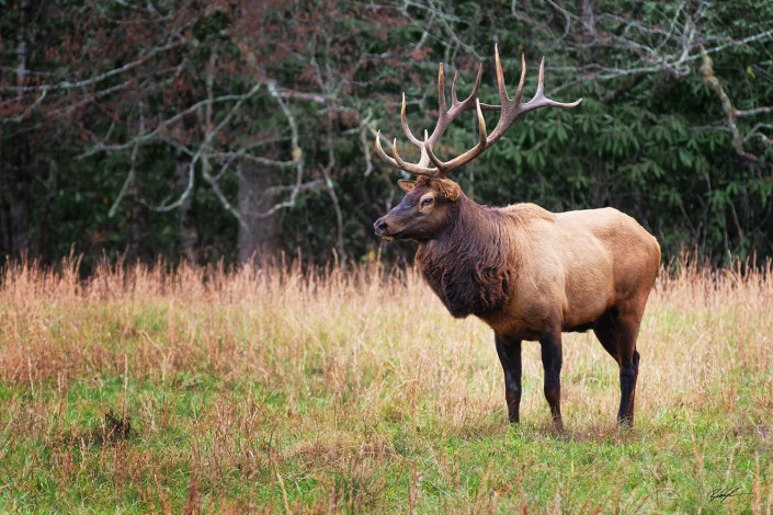 Cataloochee Elk Smoky Mountain National Park Tennessee