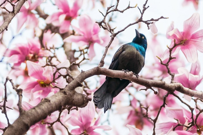 Grackle and Magnolia Tree Missouri