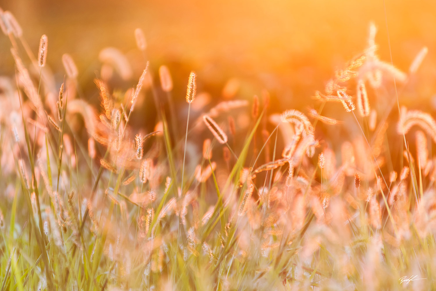 Sunlit Grass Southern Illinois