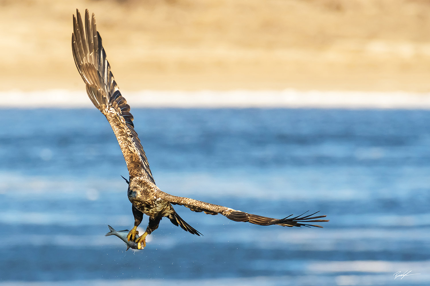 Juvenile Bald Eagle with Fish Clarksville Missouri