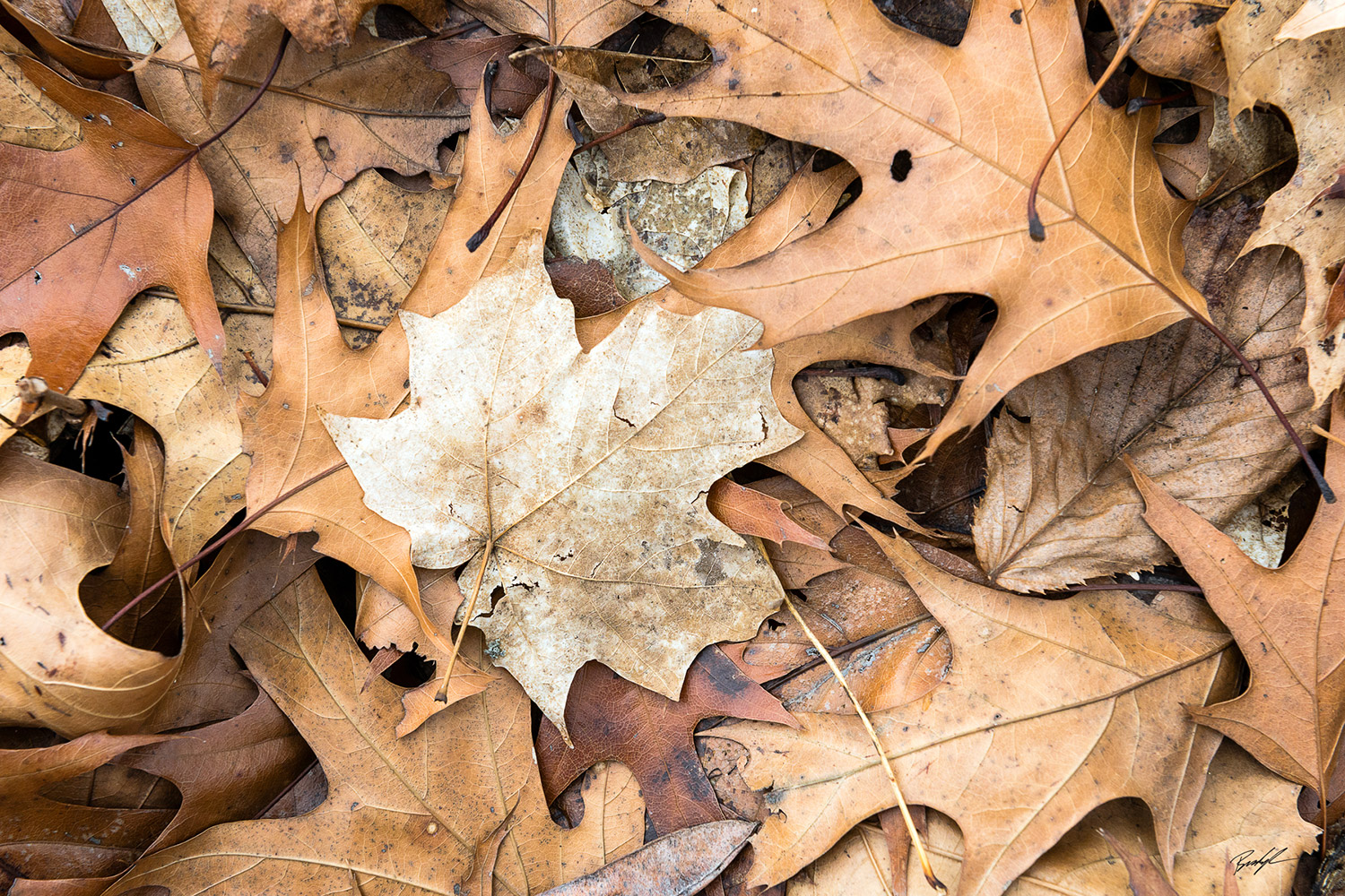 Autumn Leaves Southern Illinois