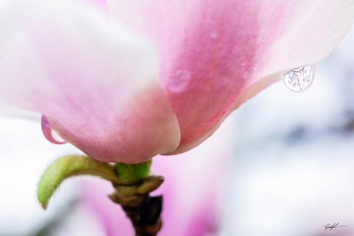 Magnolia Blossom and Rain Drop