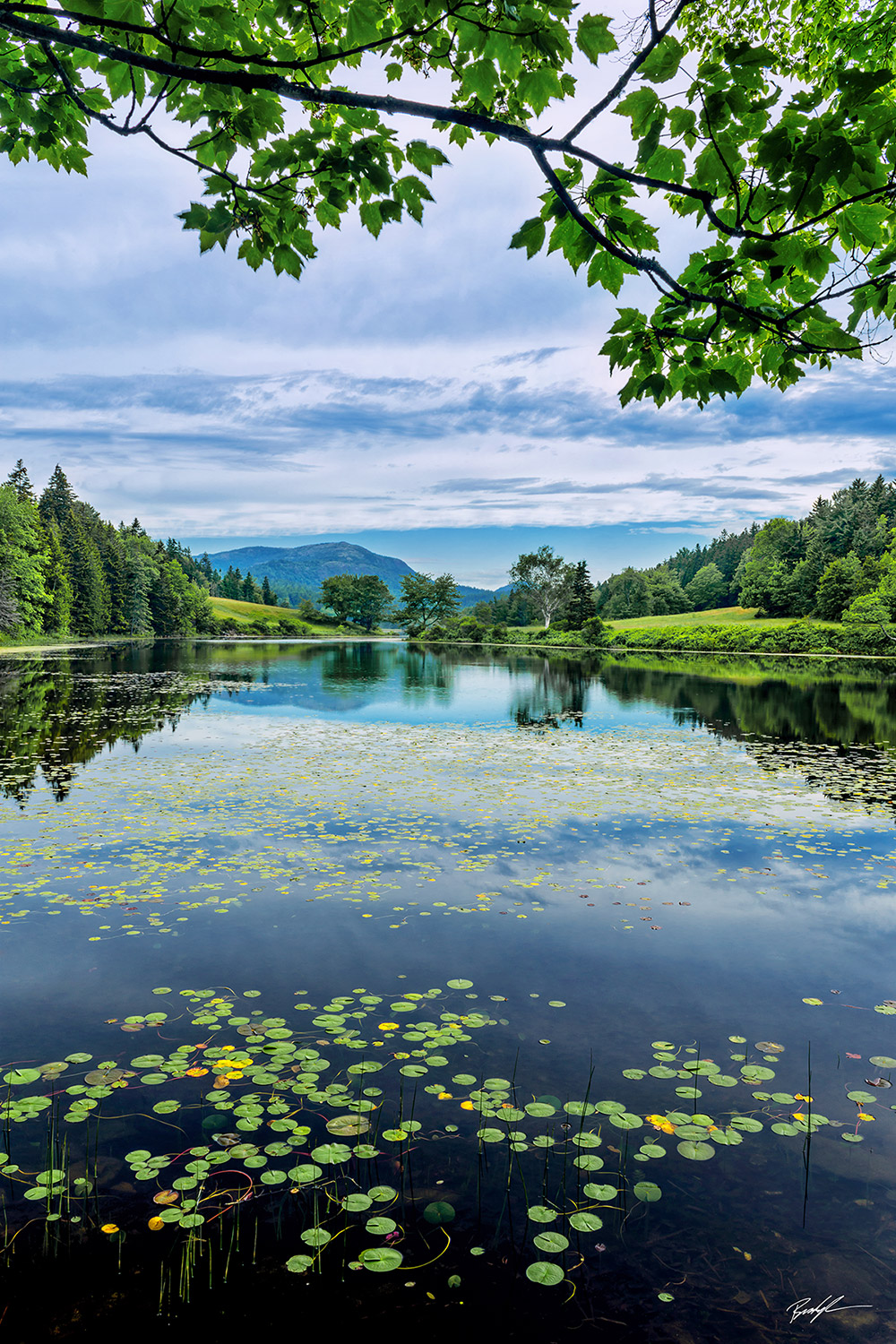 Pond Lily Pads Mount Desert Island Maine