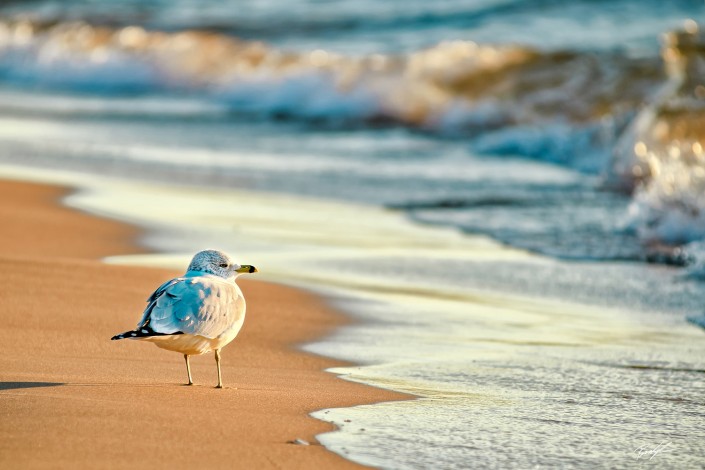 Sea Gull Little Sable Point Lake Michigan