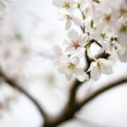 Yoshino Cherry Blossoms