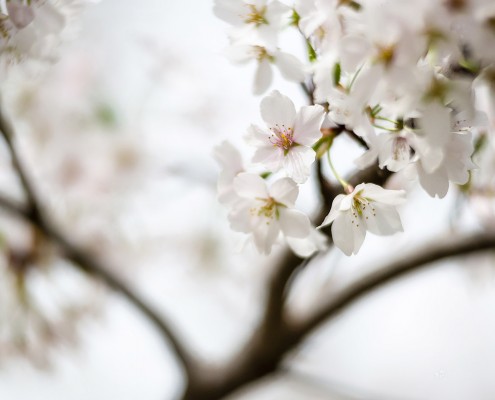 Yoshino Cherry Blossoms