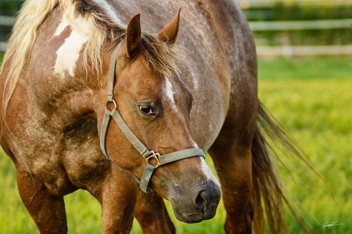 Horse Close Up Pasture