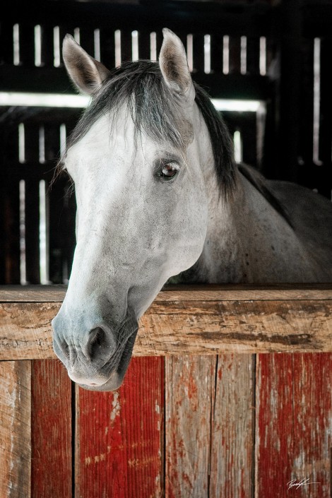 Gray Horse Red Stable Brown County Indiana