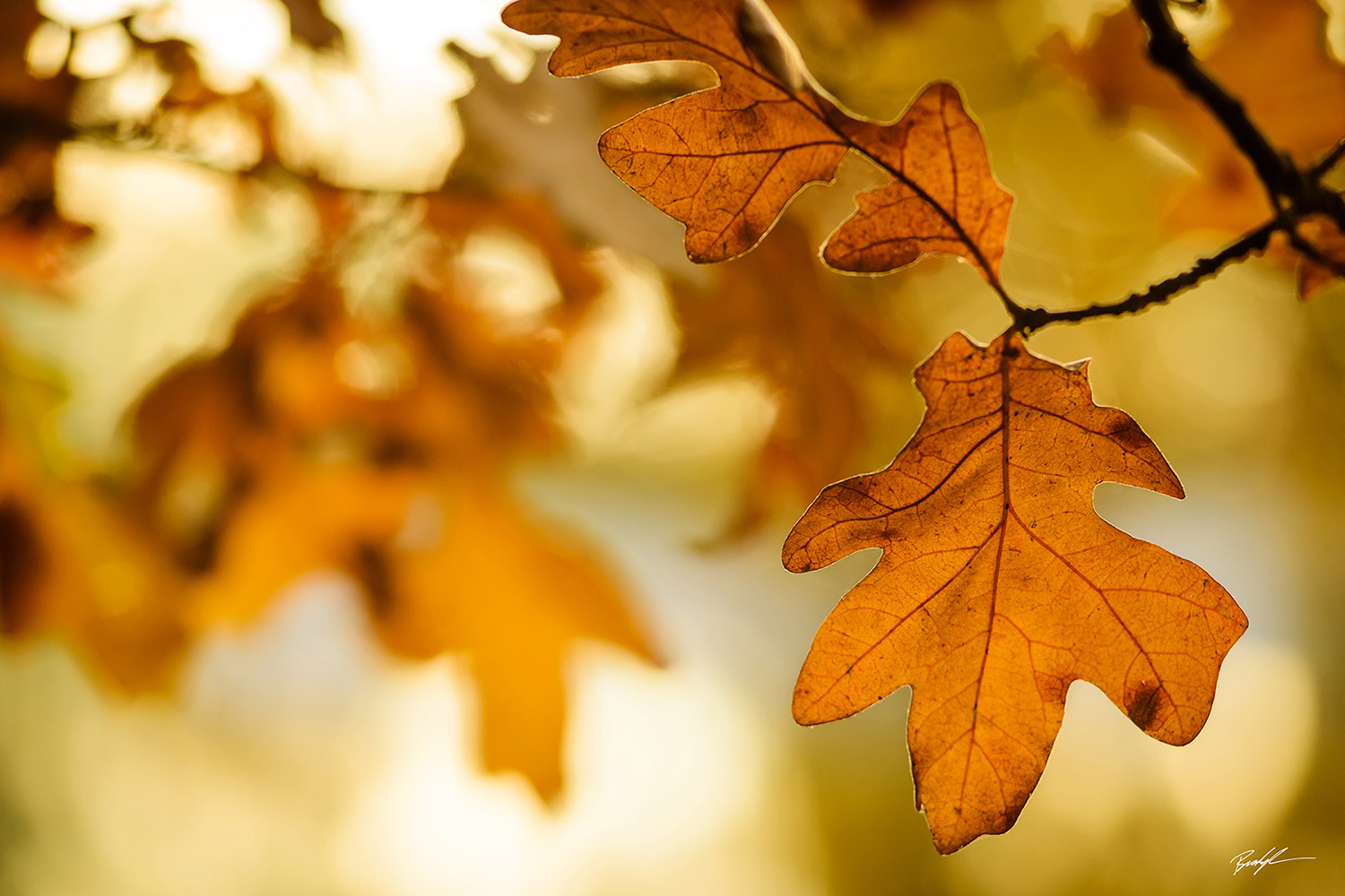 Oak Leaves in Autumn Silver Lake Park Highland Illinois
