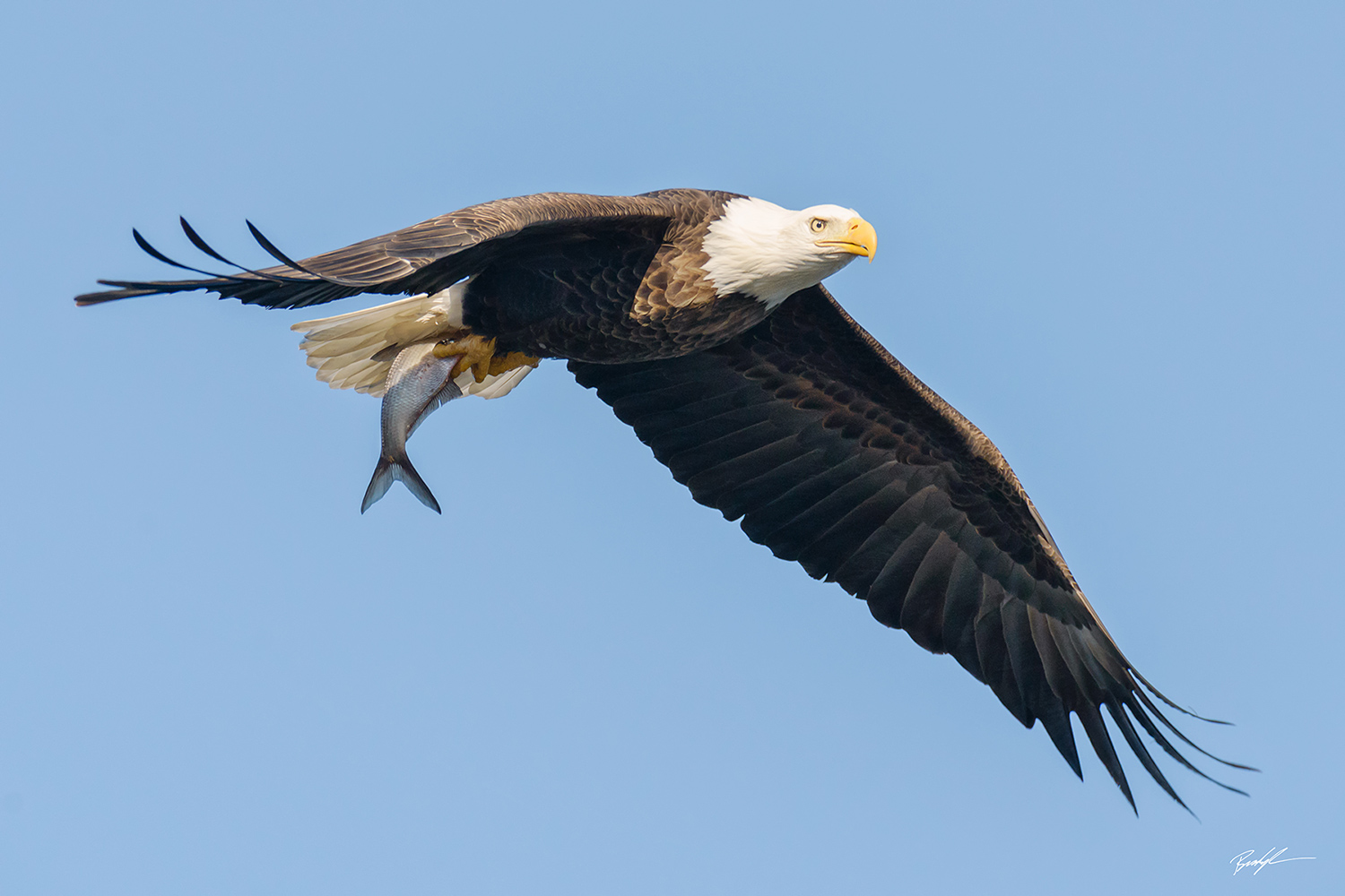 Bald Eagle Flying with Fish