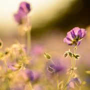 Blue Hardy Geraniums in Sunlight