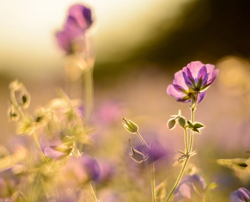 Blue Hardy Geraniums in Sunlight