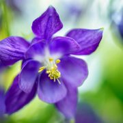 Purple Columbine